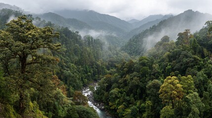 Obraz premium Lush, green valley vista with river, mountains, and mist in a cloudy, forest