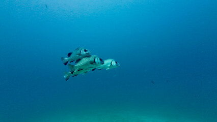 School of fish in the sea. Large fish swim in the water column. A group of sweetlips swim in the...