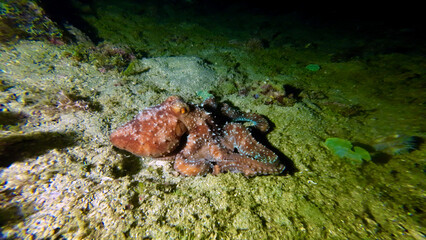 Octopus on the seabed at night. Starry octopus on the seabed underwater.