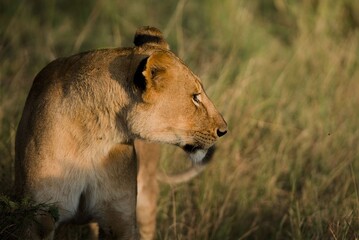 Lioness Gazing in Tall Grass