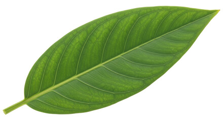 Isolated Green Leaf