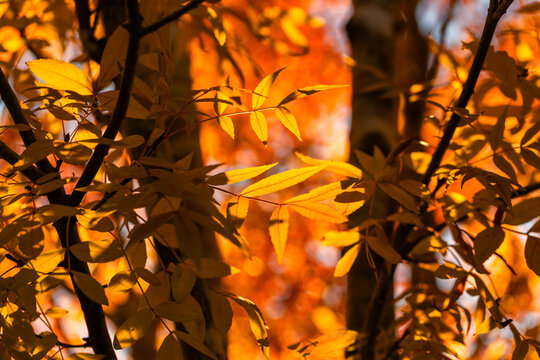 backlit veins through golden autumn leaves in sunset light