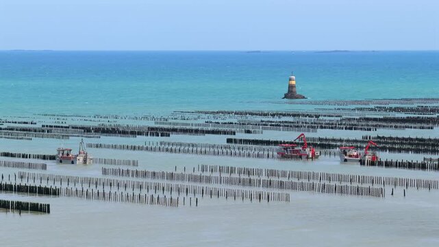 Aerial view of farmers harvesting mussels and oysters at low tide