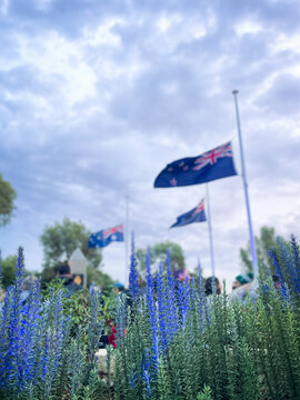 Australian flag flying at half mast with flowering lavender in foreground and overcast morning sky