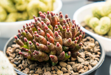 Mammillaria bocasana cv fred is a cactus cultivar known for its unique, monstrously mutated form, featuring soft, rubbery, pink or red and green lumpy or crested stems that are largely spineless