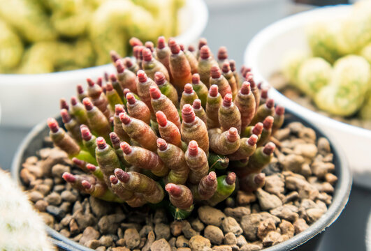Mammillaria bocasana cv fred is a cactus cultivar known for its unique, monstrously mutated form, featuring soft, rubbery, pink or red and green lumpy or crested stems that are largely spineless