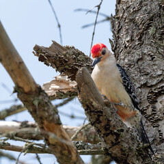 woodpecker on a tree
