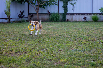 Playful beagle puppy joyfully runs in the backyard carrying a colorful ring toy on a sunny afternoon