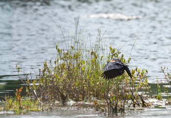 Red-winged Blackbird feeding and flying 