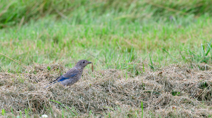 Bluebird feeding and resting in an apple tree 