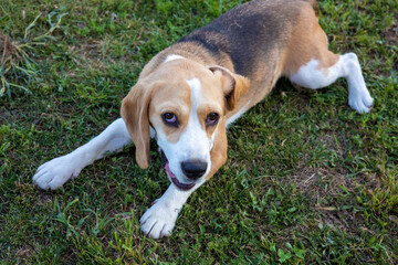 Beagle enjoys playful moments in a lush green yard during a sunny afternoon, showcasing its playful...