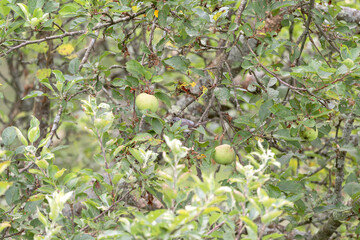 Different Backgrounds I photographed 