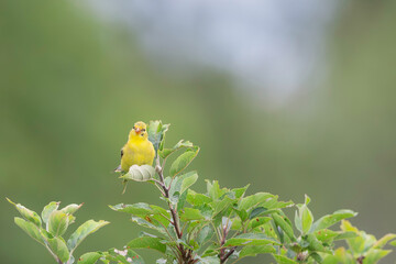 American Goldfinch on an apple tree branch 