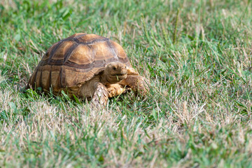 Sulcata Tortoise eating grass