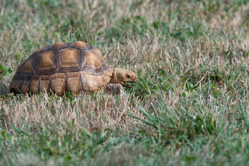 Sulcata Tortoise eating grass