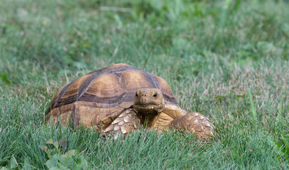 Sulcata Tortoise eating grass