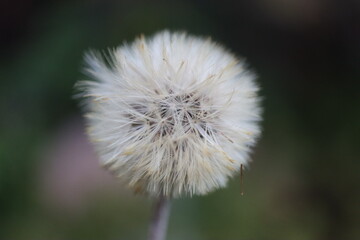 Leibnitzia anandria Lajbnicja Anandra gerbera zimująca