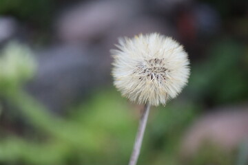 Leibnitzia anandria Lajbnicja Anandra gerbera zimująca