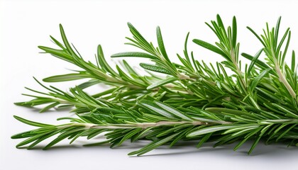 Fototapeta premium fresh green grass and isolated rosemary branches on a white background with a natural herbal feel