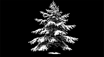 Pine tree in winter covered by snow. isolated on transparent background.
