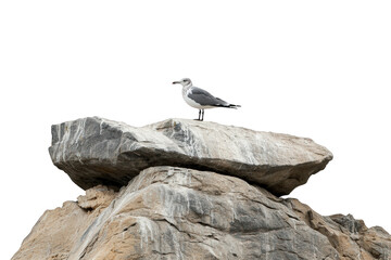 Seagull standing on a rock isolated on transparent background in a sunny day