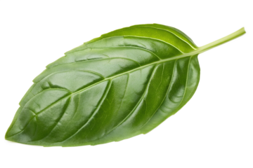 Vibrant Green Basil Leaf Isolated on a Clean White Background - A Fresh Culinary Herb for Cooking and Health