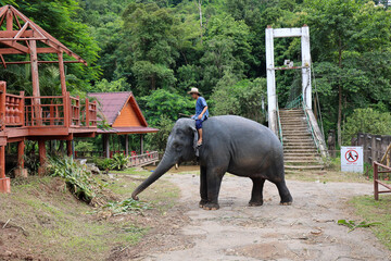 a Person Riding an Elephant in a Lush Green Environment.