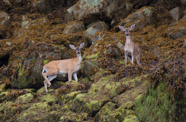 Two deer walking along a rocky shoreline look at the camera with big ears