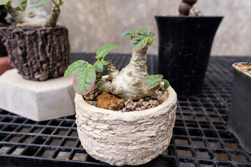 Dorstenia foetida, also known as grendelion, is a succulent plant in the genus Dorstenia, which is native to Eastern Africa and Arabia