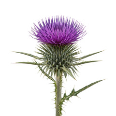Robust thistle bloom with vibrant royal purple florets and steely grey-green spiky bracts, on transparent background with copy space, showcasing untamed beauty and resilience concept