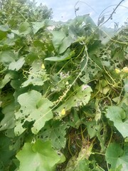 vine leaves on a vine