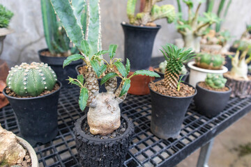 Dorstenia foetida, Astrophytum Asterias, euphorbia hypogaea and other cactus and succulents in a cactus garden