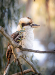 bird on a branch, Kookaburra