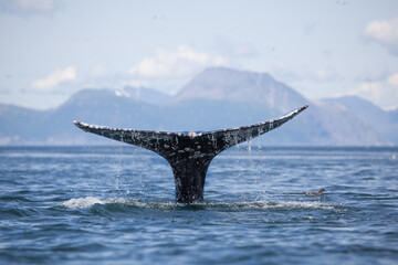 gray whale tail with water pouring off, fluke up dive with mountains in the background