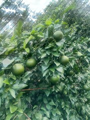 green orange plants tree