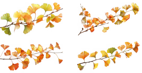 Branches with autumn ginkgo leaves in various shades of yellow, orange, and green isolated on transparent background