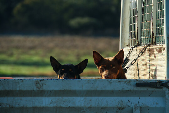 Two dogs on metal chains at the back of utility vehicle