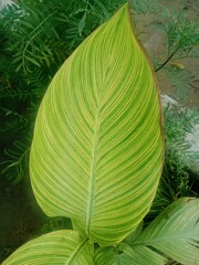 close up of a leaf