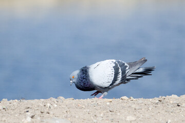 A carrier pigeon coos on a clay bank