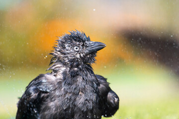 Close-up portrait of a jackdaw
