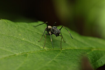 a jumping spider that evolved to resemble ants in both morphology and behavior. This Batesian mimicry strategy helps avoid predators while improving hunting opportunities for small prey.