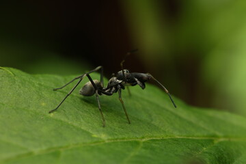 Ant-mimic Jumping Spider (Myrmarachne plataleoides), a jumping spider that has evolved both morphology and behavior to mimic black ants. 