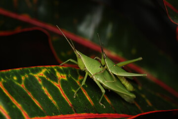 This image shows Short-horned Grasshoppers (Acrididae) in the process of mating, an essential step...