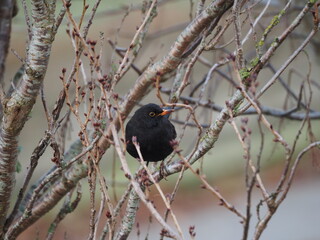 Blackbird perched on tree branches 