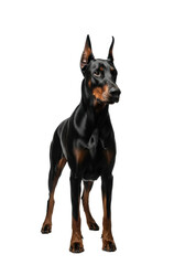 Majestic adult Doberman Pinscher with sleek black coat, cropped ears, and intense watchful gaze, standing alert on transparent studio background, loyal guardianship concept