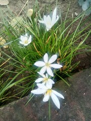 white frangipani flowers