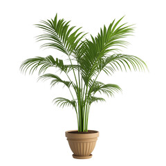 Obraz premium Houseplant Palm in Pot with White Background