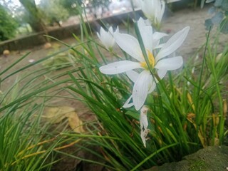 snowdrop flowers in the water