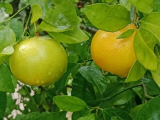 oranges on tree
