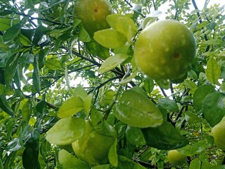 green orange on tree